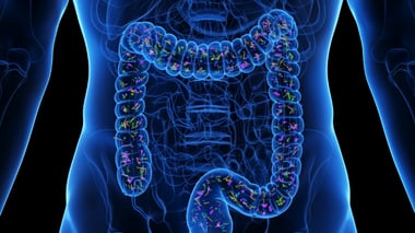 Human torso with highlighted digestive system showing gut microbiome bacteria